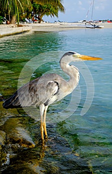 Grey Heron