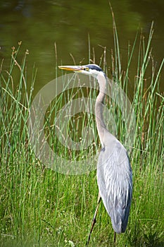 Grey Heron