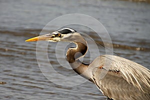 Grey heron