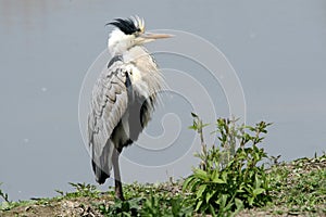 Grey Heron