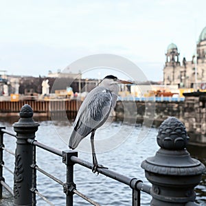 Grey Heron