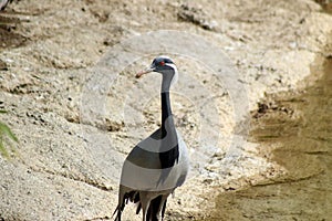 Grey heron