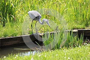 Grey heron