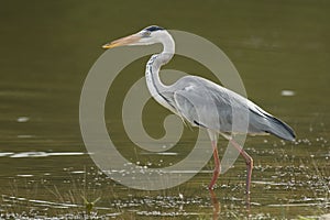 Grey heron