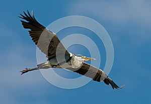 Grey heron
