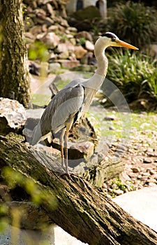 Grey heron photo