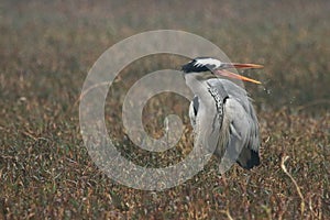 Grey heron in action