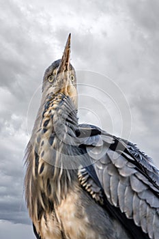 The grey heron against grey sky with clouds