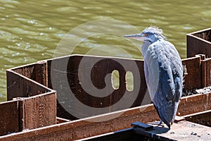 Grey heron in Amsterdam Canal