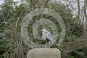Grey Heron At Amsterdam The Netherlands 26-1-2022
