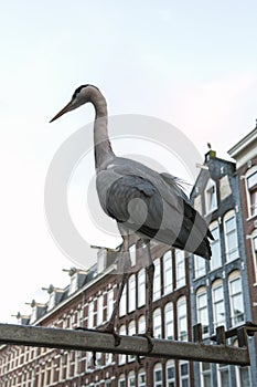 Grey Heron on Amsterdam street - homeless bird - ecology concept