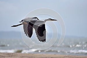 Grey heron. Angola.