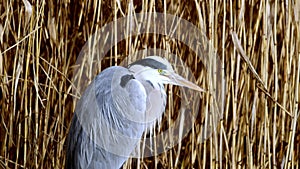 A grey heron - ardea cinera - in the Reed, Ziegeleipark Heilbronn, Germany, Europe