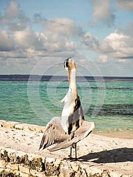 Grey Heron Ardea Cinera standing on a beach in the Maldives d