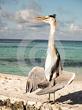 Grey Heron Ardea Cinera standing on a beach in the Maldives d