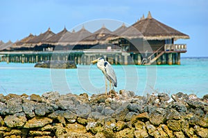 Grey heron Ardea Cinera standing on a beach in the Maldives, water bungalow huts in background.