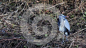 Grey Heron, ardea cinera, stood on riverbank and flying off camera. Yorkshire UK