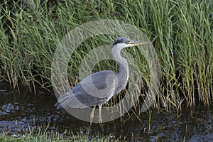 Grey Heron - Ardea cinerea