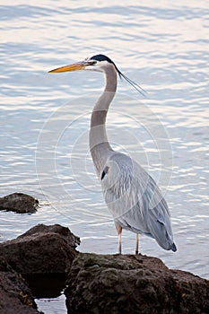 Grey heron (Ardea cinerea )