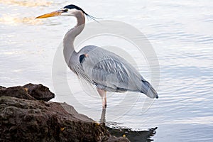 Grey heron (Ardea cinerea)