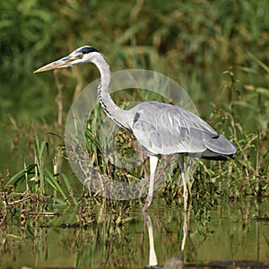 Grey heron Ardea cinerea