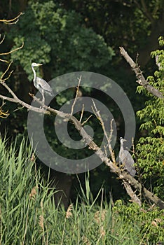 Grey heron Ardea cinerea