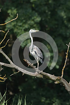 Grey heron Ardea cinerea