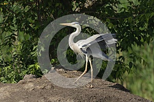 Grey heron Ardea cinerea