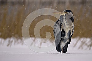 Grey heron - Ardea cinerea photo