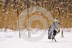 Grey heron (Ardea cinerea)