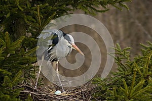 Grey heron (Ardea cinerea)