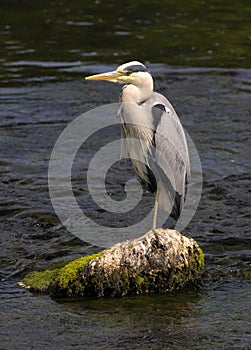 Grey Heron (Ardea cinerea) photo