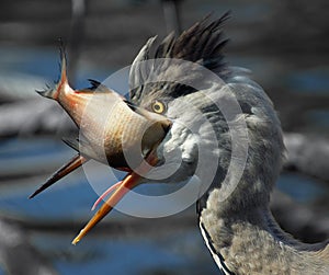 Grey Heron (Ardea cinerea)