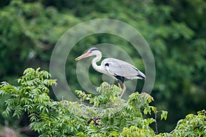 Grey heron, ardea cinerea