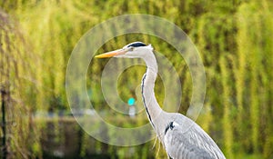 Grey heron Ardea cinerea