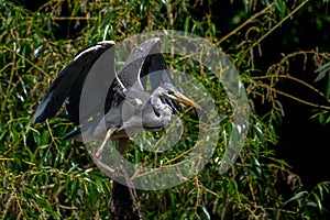 The grey heron, Ardea cinerea