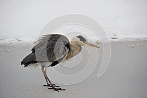 Grey Heron (Ardea cinerea)