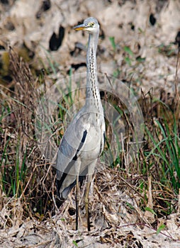 Grey Heron Ardea cinerea