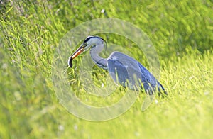 Grey heron, ardea cinerea