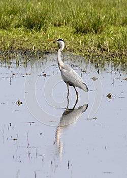 Grey Heron (Ardea cinerea)