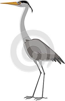 Grey heron Ardea cinerea