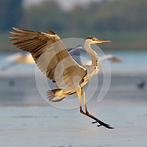 Grey heron (ardea cinerea) photo