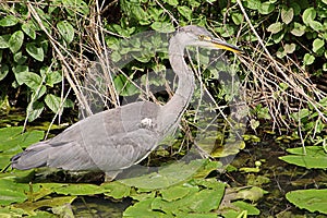 Grey Heron Ardea cinerea