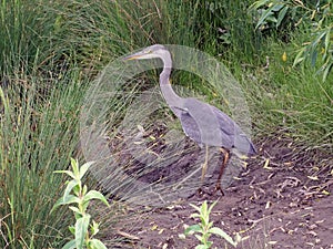 Grey Heron Ardea cinerea