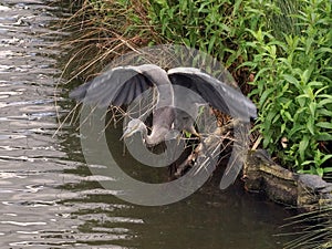 Grey Heron Ardea cinerea