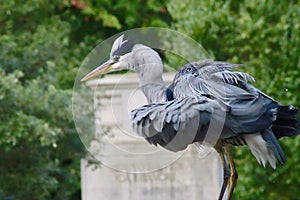 Grey Heron (Ardea cinerea)