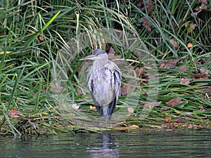 Grey Heron Ardea cinerea