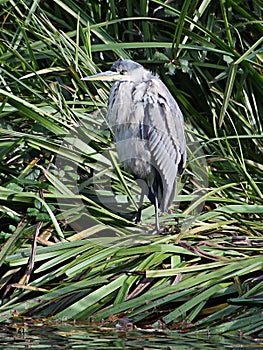 Grey Heron Ardea cinerea