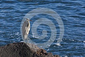 Grey heron (ardea cinerea)