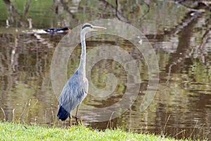 Grey Heron Ardea cinerea